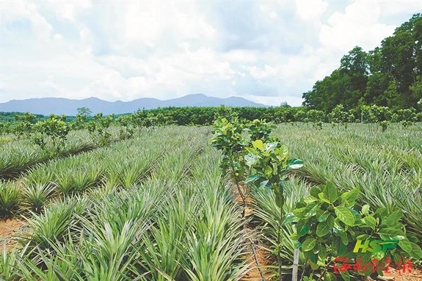 �ƽ�Ǽ��Ź���|��ҳ