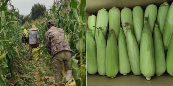 永定三生有机鲜食玉米喜迎丰登 永定三生有机鲜食玉米喜迎丰登