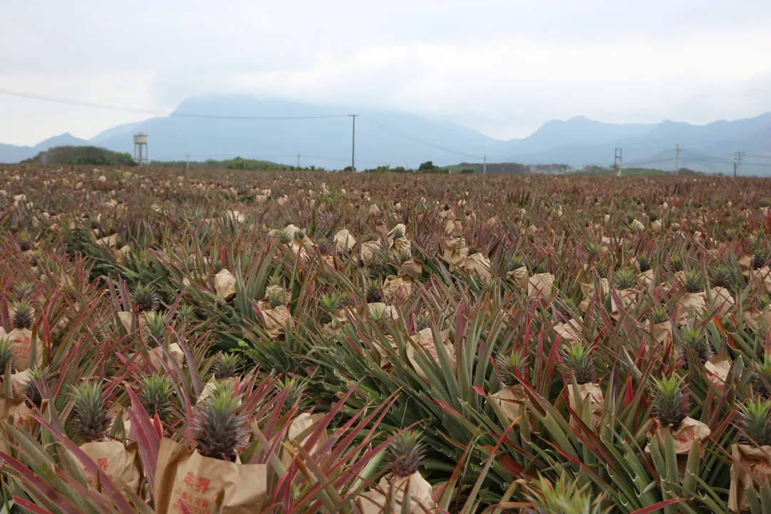 1767234982426087190.jpg 1767234982426087190.jpg