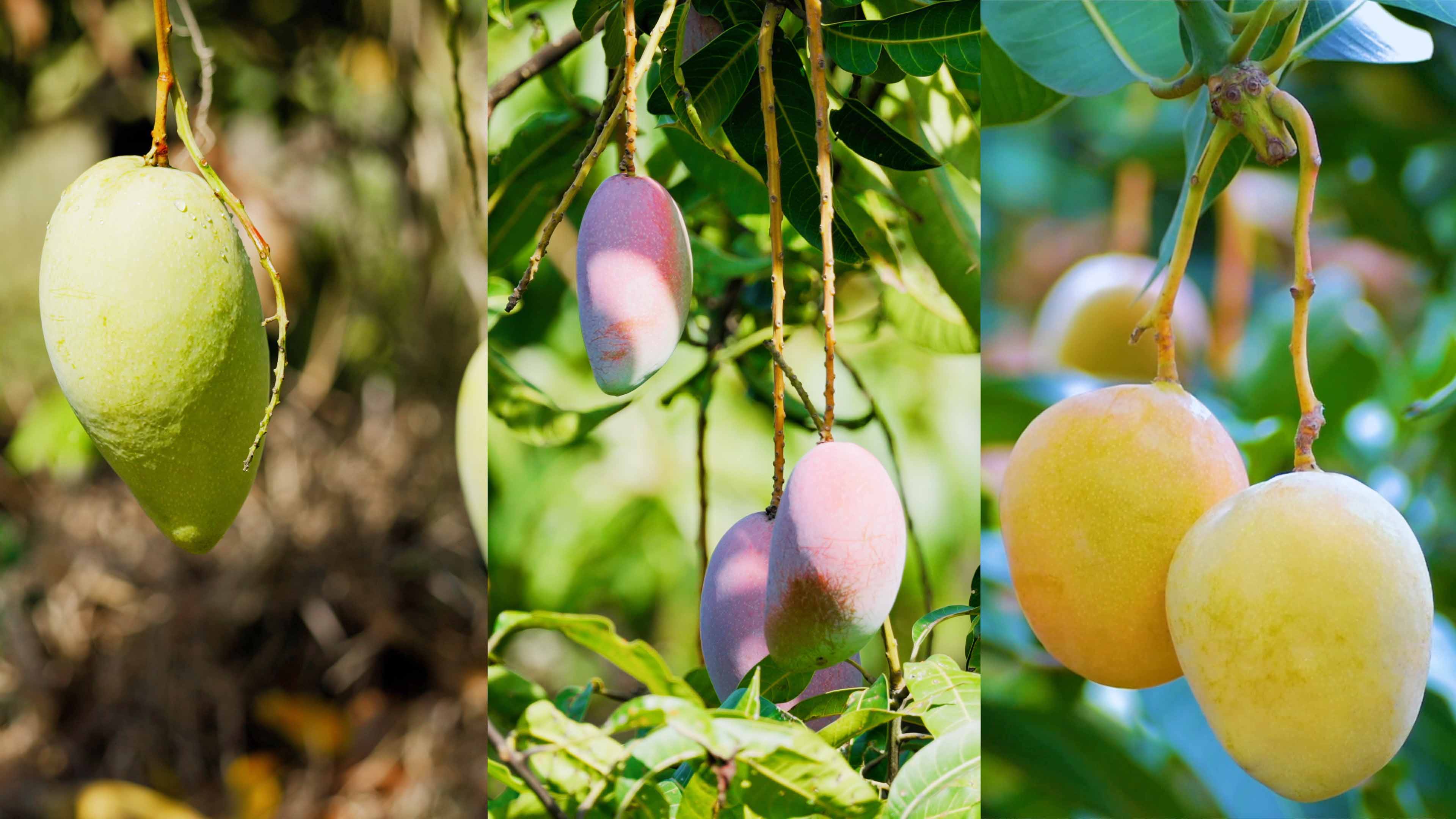 ��������â��