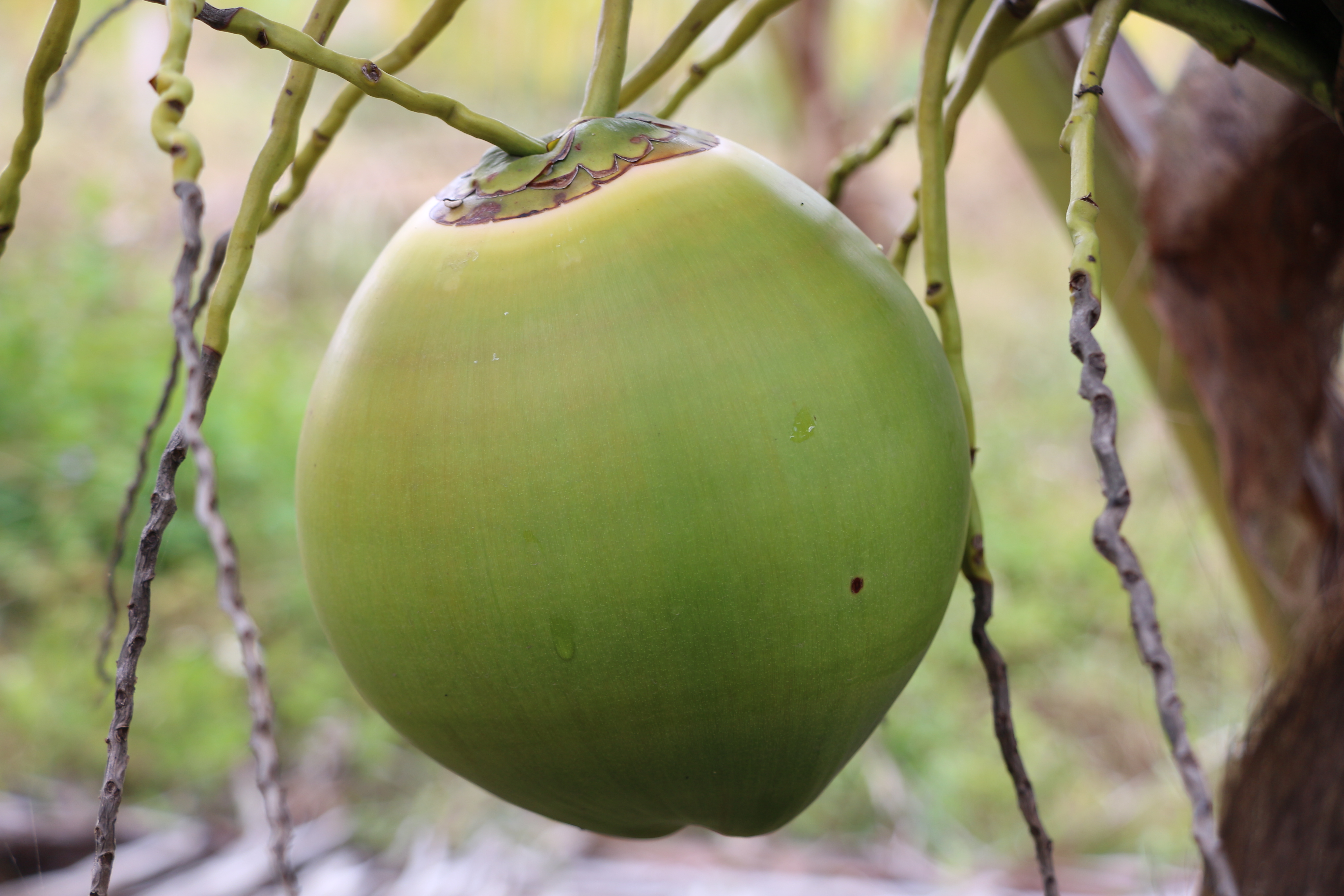 �����ʹ�Ҭ��